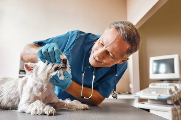 Best Emergency X-Rays and Diagnostics in Southwest Sandhill, TX
